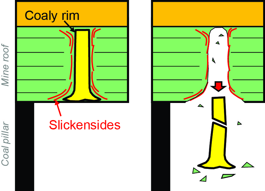 Fossil trees in mine roofs often have a coal rim and are slickensided, which can be unstable in mine roofs.